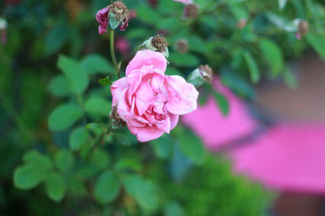 Desiderio D'Ammore Villa Corbara  ภายนอก รูปภาพ